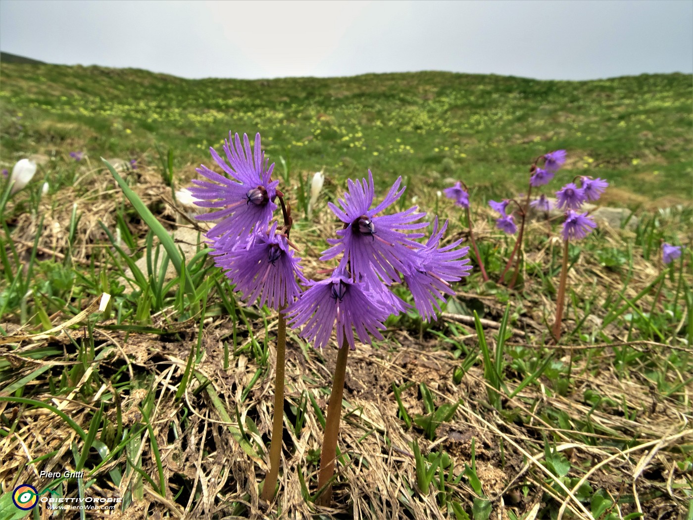 27 Soldanelle alpine (Soldanella alpina).JPG